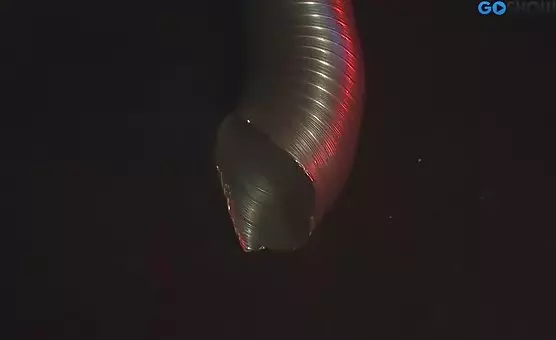 Blowbang Enclosed Cage
